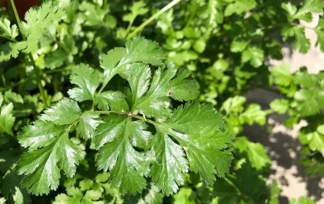  [家里]三月, 家里的植物