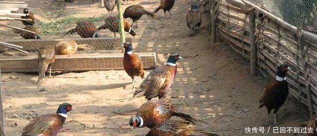 农村朋友注意啦！这些养殖业年收入10万以上，根本不愁销路~