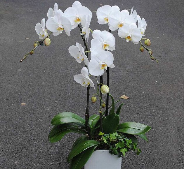 #内容#乡间趣事!平日爱养兰花,那定不能错过这“4种”,花朵1串接1串,香气扑鼻