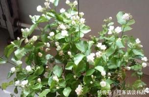 松树皮■没人要的小东西,可是养花宝贝,捡一点掺盆里,全年不用施肥