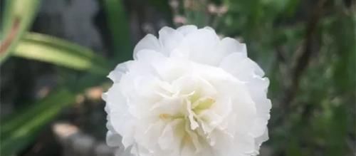  [一涂]达克宁养花有妙用，防治君子兰炭疽病效果好，只需涂一涂伤口就行