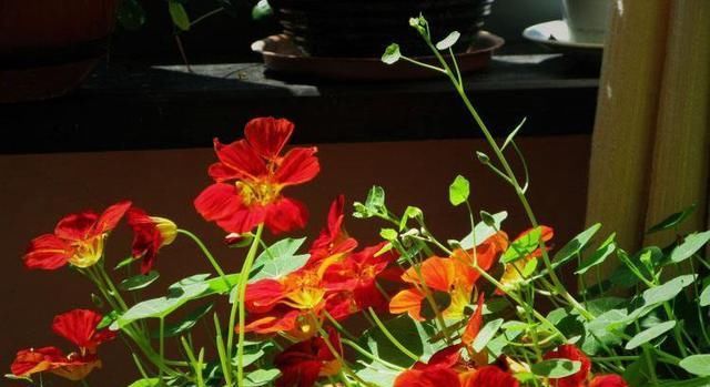  『绿萝』这花花期100天，一个枝条扦插一盆，叶子像荷叶，比绿萝漂亮好养