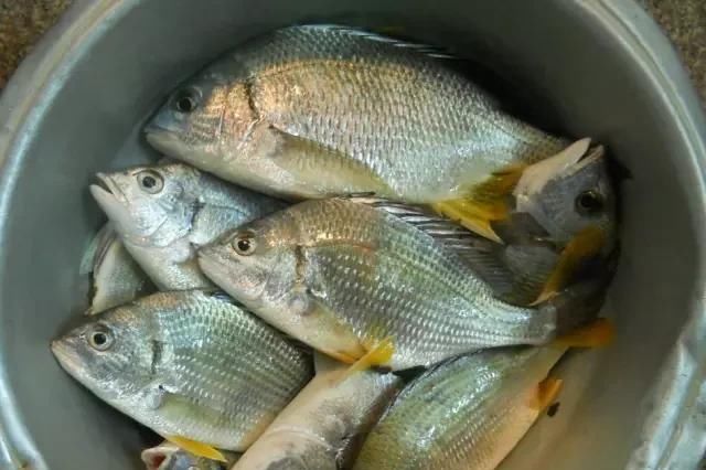  「东山叫红」46种海钓常见的鲷类鱼，最后一种高价的鱼原来也是鲷鱼，才知道