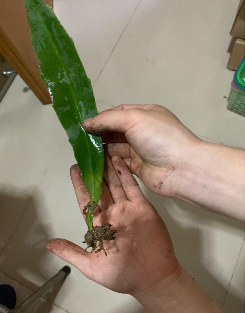  家里：昙花切一截重要部位插土里，今年就能开花，神秘幽香惹人醉！