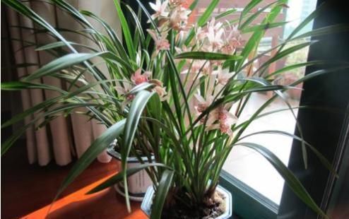  新芽■夏天养兰花，‘神水’喷一喷， 瞬间长新芽，长势特旺，根壮开花多