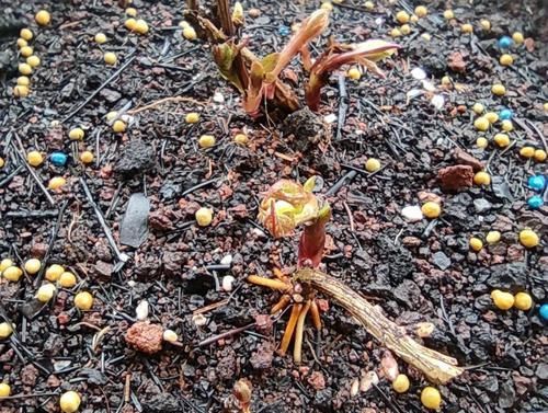  『能力』春天养花不能错过的爬藤植物，发芽能力强，栽一次开花爆盆好多年