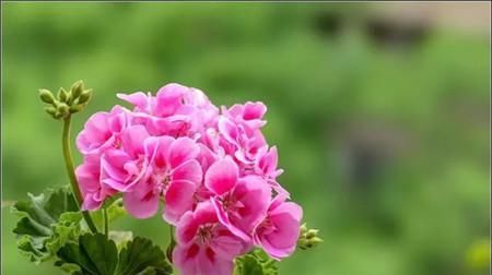 「爆盆」天竺葵,惯着养,四季开花不断,花开开爆盆!