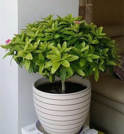  「身价」5块钱一盆的花，养1年变老桩，身价翻了上百倍！