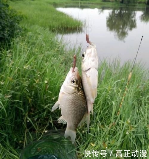  [中招]别以为用蚯蚓钓鱼很简单，其实犯这3个错的人很多，你中招没？