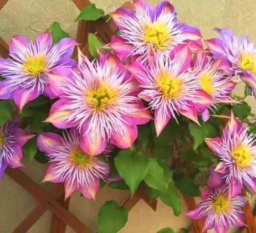  『好看』铁线莲哪种最“好看”？3个经典品种，说啥也得养，越看越喜欢