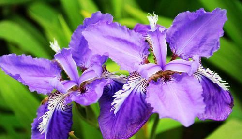  药用价值：“5种”常见花卉，“药用价值”高，以前小看啦