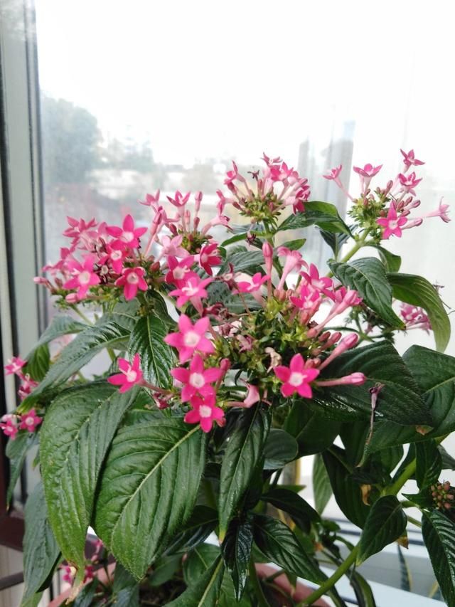 「一大」想要养有个性的花，就养五星花，开出一大捧小星星，养一次就上瘾