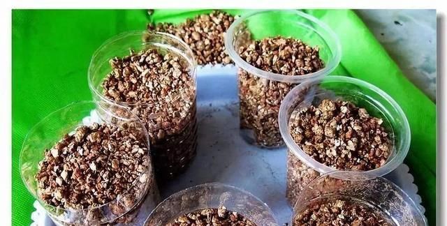  就可以将：成活率最高的3大超简单“扦插术”，赶紧学起来！繁育更多种苗！