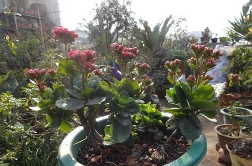  让长寿花■长寿花忘在阳台，3个月后“野蛮生长”成老桩，无心插柳柳成荫