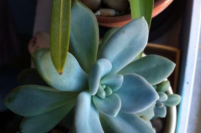  增加光照|1种多肉长得快,易爆盆,1年长成大老桩,是多肉巨无霸!