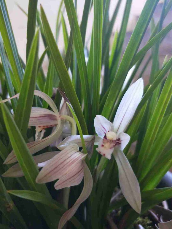 一盆兰花养了10年，苗多叶壮年年开花，兰友出价5000都没卖