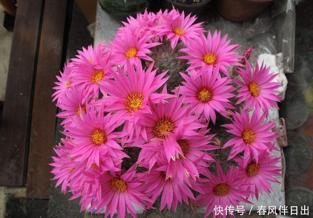  肥壮■给仙人球浇水，有4字“口诀”，一棵棵肥肥壮壮，翠绿又漂亮
