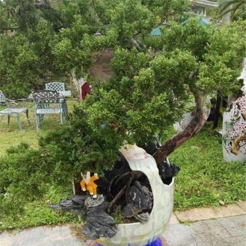 「当盆」艺术家养盆景，专门捡“破罐子”来当盆，新手看后：回家摔罐子去