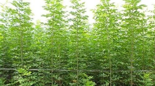 值钱:这“4种树”要多栽,家中养几年,越养越值钱,种多少卖多少!