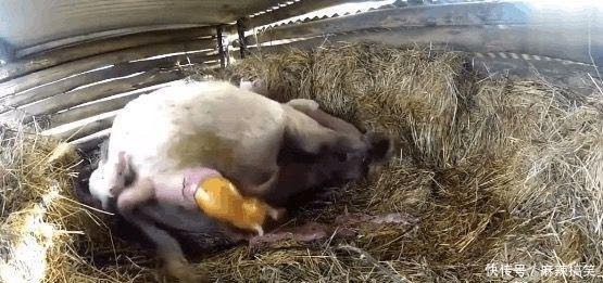 农村大爷守着母猪生崽，突然看到生下小金猪，兽医发现了真相！
