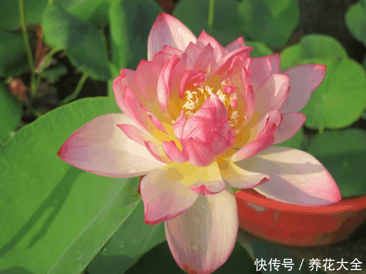 这3种花,家里要是有1棵,给多少钱都不卖!