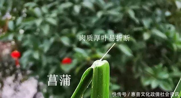  好摄农夫：这两种植物和兰花最容易混淆，简单的2点，就可以区分清楚