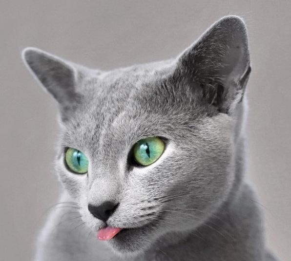  「有趣」超有趣的“变脸猫大赛”，猫看后自己都笑了……
