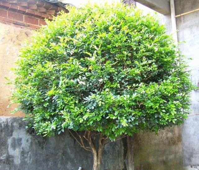  #栀子花#阳台养一盆它，比桂花栀子花还香，教你“3招”，长成盆景开满花