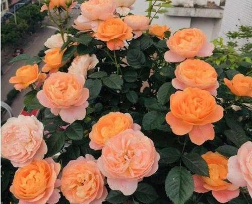  「适合」3种花适合新手养，迷人的花朵，开满整个花盆，快养起来吧