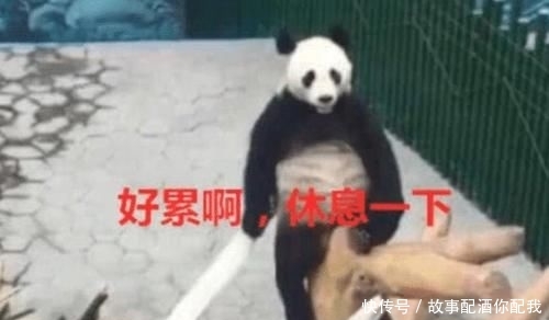 游客质疑景区大熊猫是人装的？网友：兼职一天300，吃竹子加200