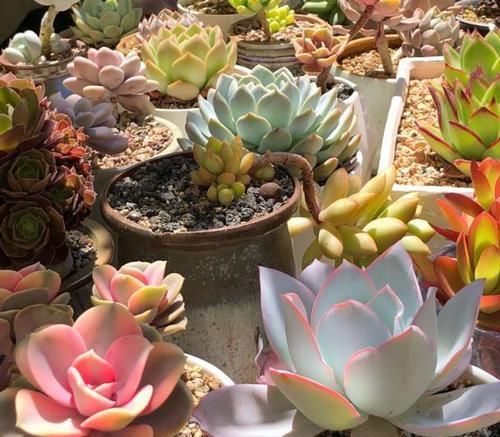  『叶片插入』多肉植物繁殖不发芽？教你选择健康的叶片，轻松长根出芽！