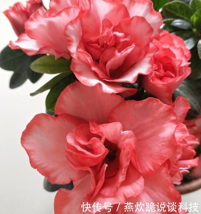 「春天」春天就养5种花,好养又漂亮,花团锦簇,人见人爱!