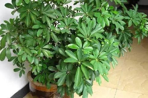  「不养」这5种盆栽花卉吸收甲醛的速度非常快，不养太亏了！