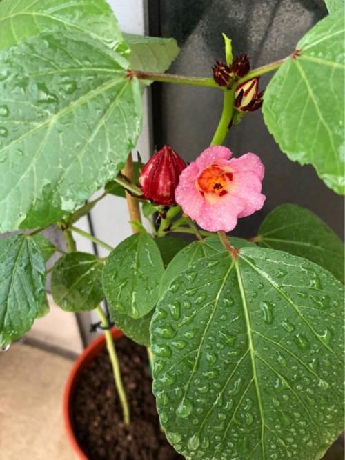  『泡茶』洛神花被称作“植物红宝石”，拿来泡茶酸甜爽口，老人孩子都喜欢