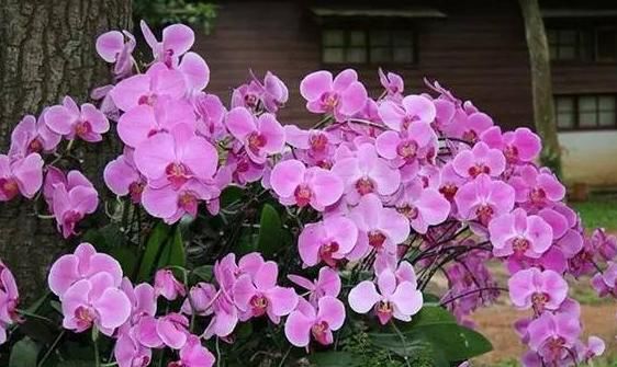 『富贵』日子想要过红火,试养这4款小花,新年进门见喜,平步青云一整年