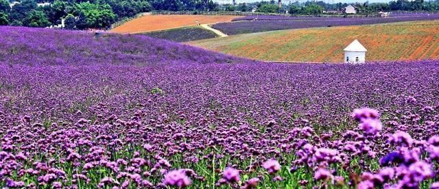  『大会』春天就是赏花大会，几种“野花”开成花海，看到这几种多欣赏欣赏