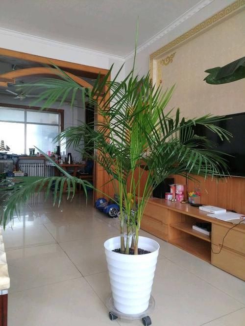  室内：装修新房子，适合养这6种植物，净化空气，增加室内湿度去甲醛