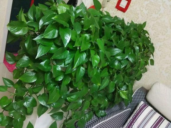  【盆土完全干】啥花都养不好？1种情况“最有可能”：好花都是浇死的！