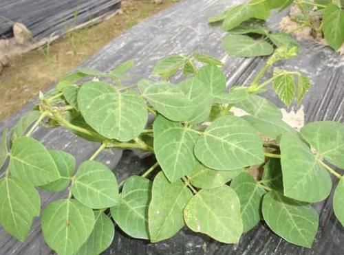  #值钱#山沟里有“1种植物”，碰到请爱惜，根茎肥大、珍贵、值钱