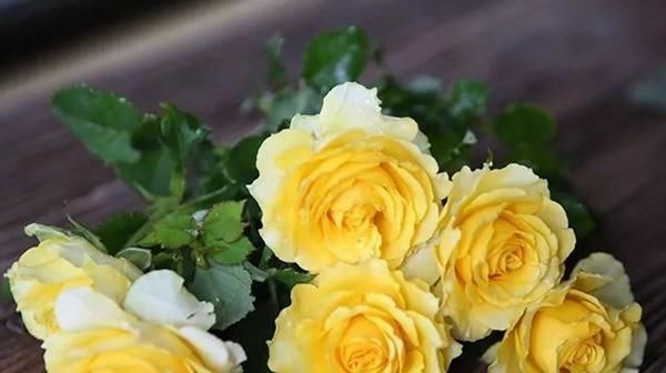  「春天」花期最长的花排名都是什么?