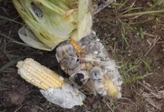 长在玉米身上的东西，以前农民躲都来不及，如今50元一斤争着买