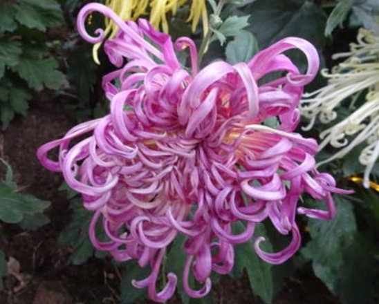  「家里」家里养花，不如养此款菊花，似天降仙子，美艳绝伦，花开娉婷婀娜