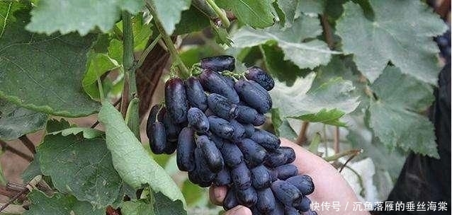  「空地」院子里有空地，此果树要种1棵，插土里就能活，好养似绿萝