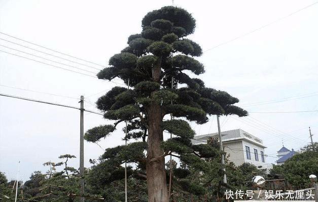  【镇宅】农村有哪四大镇宅之树？种在什么位置可以旺人旺宅