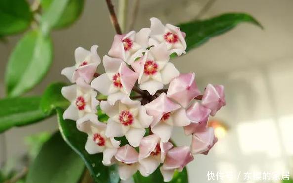 「只需要剪下」亲戚朋友家见到3种植物，剪些叶子带回家，插到土里就能活