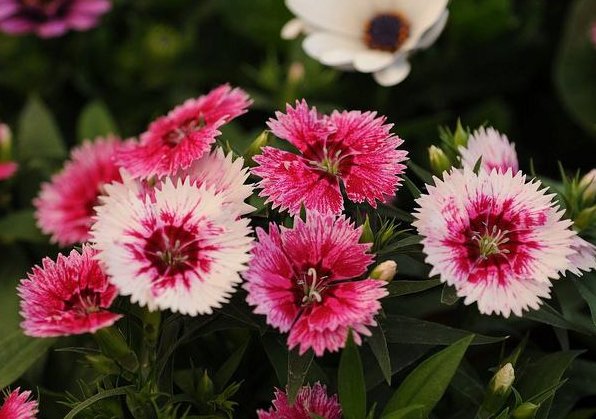  『试试』家有小院，试试这款植物，花期超长，一次开99朵，花儿开成团，美