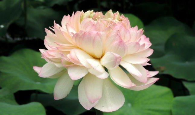 「粉嫩」喜欢玫瑰,不如养盆“精品荷花”凤凰翎,花开层层叠叠,粉嫩娇羞