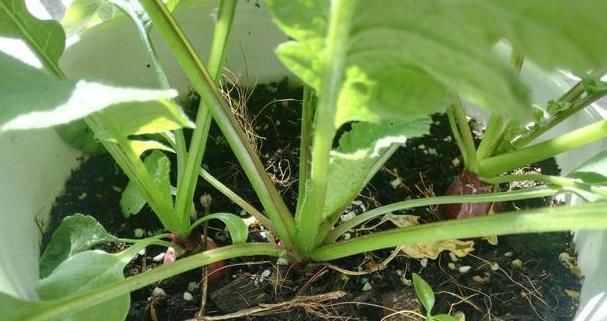  『种子』别人养花我种菜,4种菜种阳台,随吃随摘,绿色方便又漂亮!