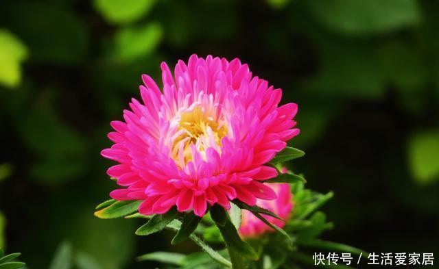 「适合」老手都会养的3种花,养护简单不操心,开花漂亮真美丽,适合新手