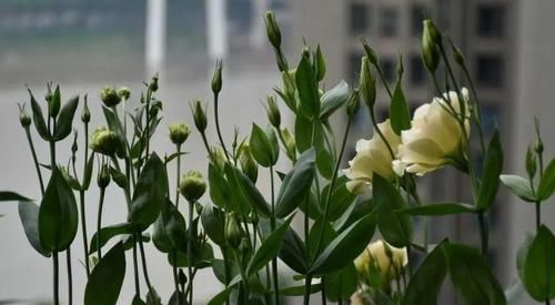  花草：别嫌阳台小，种点花草，感觉真好！